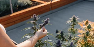 Main humaine inspectant délicatement une plante de cannabis aux fleurs violettes en pleine croissance, cultivée en extérieur sous la lumière naturelle.