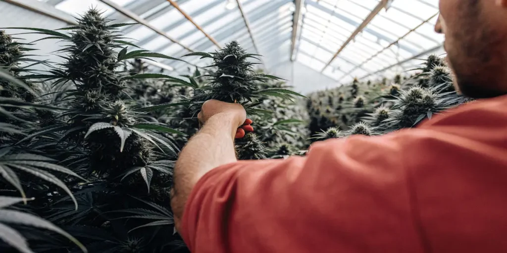 Inspection manuelle des têtes de cannabis par un cultivateur en serre moderne