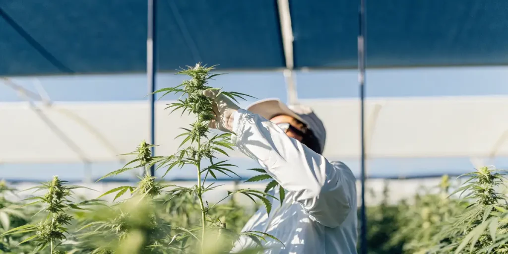 Inspection de plantes de cannabis par un cultivateur en tenue de protection, dans une serre éclairée naturellement.