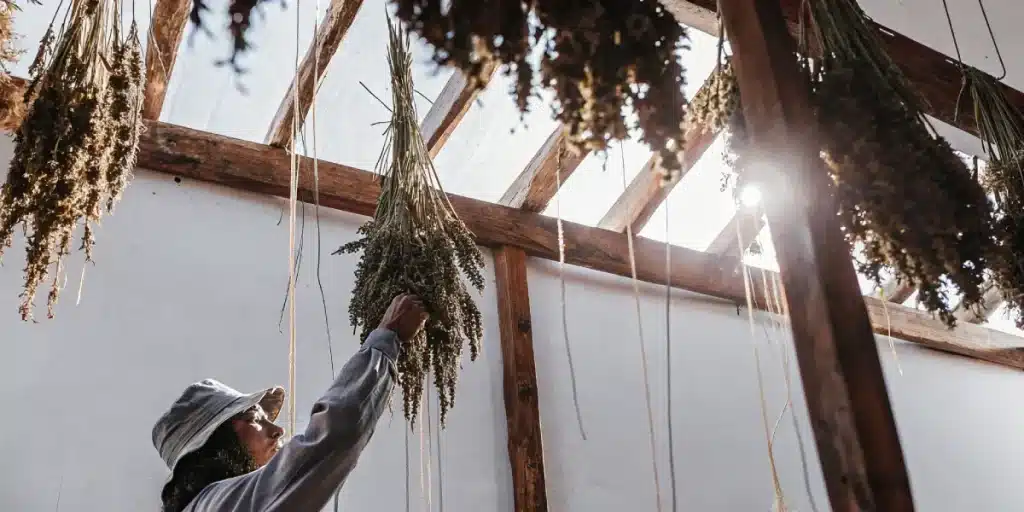 Inspection manuelle de fleurs de cannabis suspendues pendant le séchage, éclairées par une lumière naturelle traversant la serre.