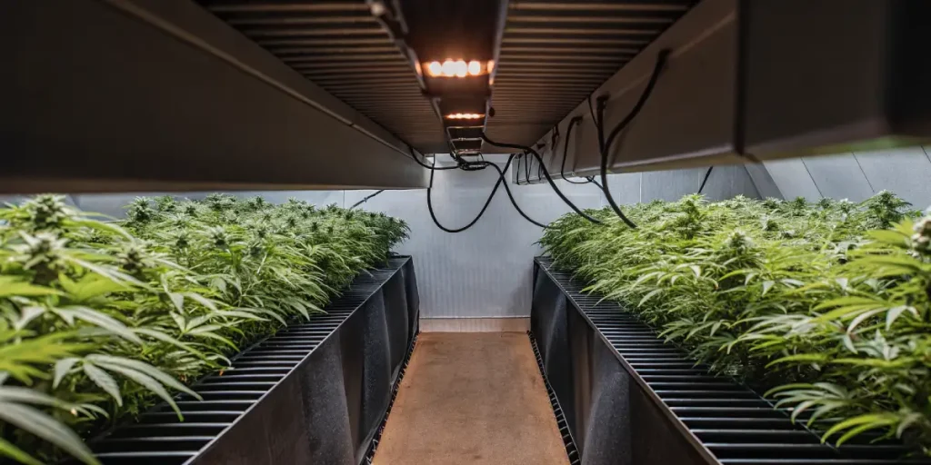 Jeunes plants de cannabis en gobelets transparents posés près de la lumière naturelle.