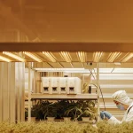 Laboratoire de culture du cannabis en environnement contrôlé avec éclairage LED et technicien en tenue stérile.
