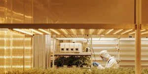 Laboratoire de culture du cannabis en environnement contrôlé avec éclairage LED et technicien en tenue stérile.