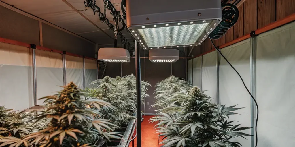 LED grow room with rows of mature cannabis plants under powerful grow lights.