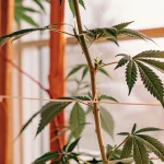 Plante de cannabis en low stress training avec tige principale attachée pour favoriser une croissance horizontale