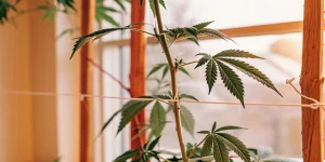 Plante de cannabis en low stress training avec tige principale attachée pour favoriser une croissance horizontale