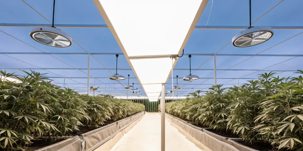 Modern-greenhouse-cannabis-rows alignées sous un éclairage blanc intense dans une serre ouverte au ciel bleu.
