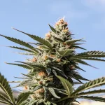 Outdoor cannabis bud blue sky avec tête résineuse et pistils orange sous lumière naturelle.