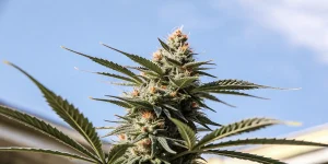 Outdoor cannabis bud blue sky avec tête résineuse et pistils orange sous lumière naturelle.