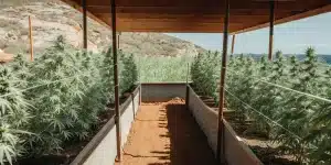 Outdoor cannabis field shelter avec deux rangées de plantes sous auvent en bois, vue sur collines et mer.