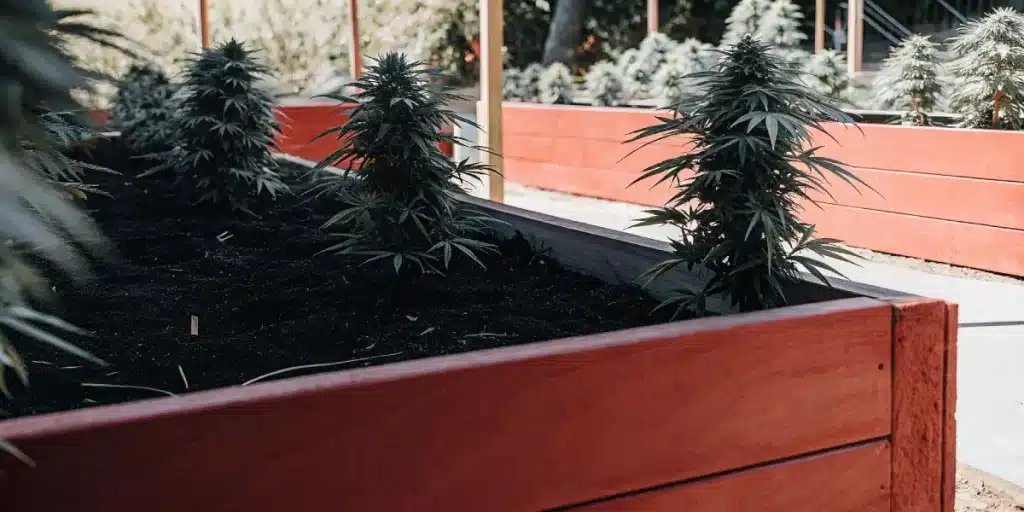 Outdoor cannabis plants growing in raised wooden garden beds filled with rich soil.