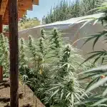 Outdoor cannabis garden with tall flowering plants growing beside a wooden house in full sunlight.