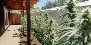 Outdoor cannabis garden with tall flowering plants growing beside a wooden house in full sunlight.