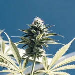 A vibrant outdoor cannabis plant captured in full bloom, showing dense buds and healthy foliage under a bright blue sky.