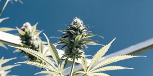 A vibrant outdoor cannabis plant captured in full bloom, showing dense buds and healthy foliage under a bright blue sky.