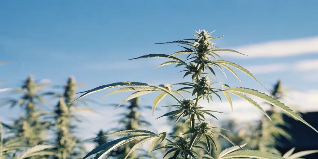 Outdoor cannabis plant growing naturally with mature buds under a clear blue sky.