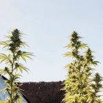 Tall outdoor cannabis plants growing between two greenhouse-style tents under bright sunlight.