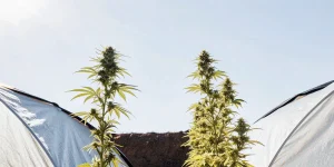 Tall outdoor cannabis plants growing between two greenhouse-style tents under bright sunlight.
