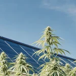 plantes de cannabis en extérieur poussant à côté de panneaux solaires sous ciel bleu