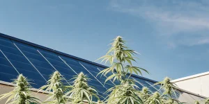 plantes de cannabis en extérieur poussant à côté de panneaux solaires sous ciel bleu