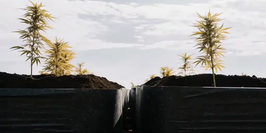 Outdoor cannabis small plants raised beds sous lumière naturelle avec jeunes plants espacés dans des bacs remplis de terre foncée.