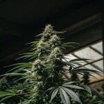Plante de cannabis en floraison avancée cultivée sous serre, avec une tête centrale dense et des feuilles vert foncé.