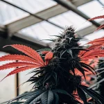 Plante de cannabis aux feuilles rouges et fleurs résineuses cultivée en serre, sous lumière naturelle filtrée.