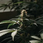 Plante de cannabis en floraison éclairée par la lumière naturelle, avec tête florale visible et feuillage vert dense.
