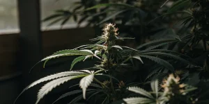 Plante de cannabis en floraison éclairée par la lumière naturelle, avec tête florale visible et feuillage vert dense.