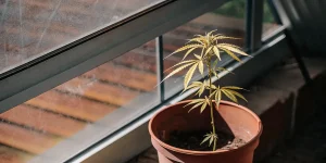 Plante de cannabis en pot avec feuilles jaunissantes placée près d’une fenêtre, sous lumière naturelle intérieure.