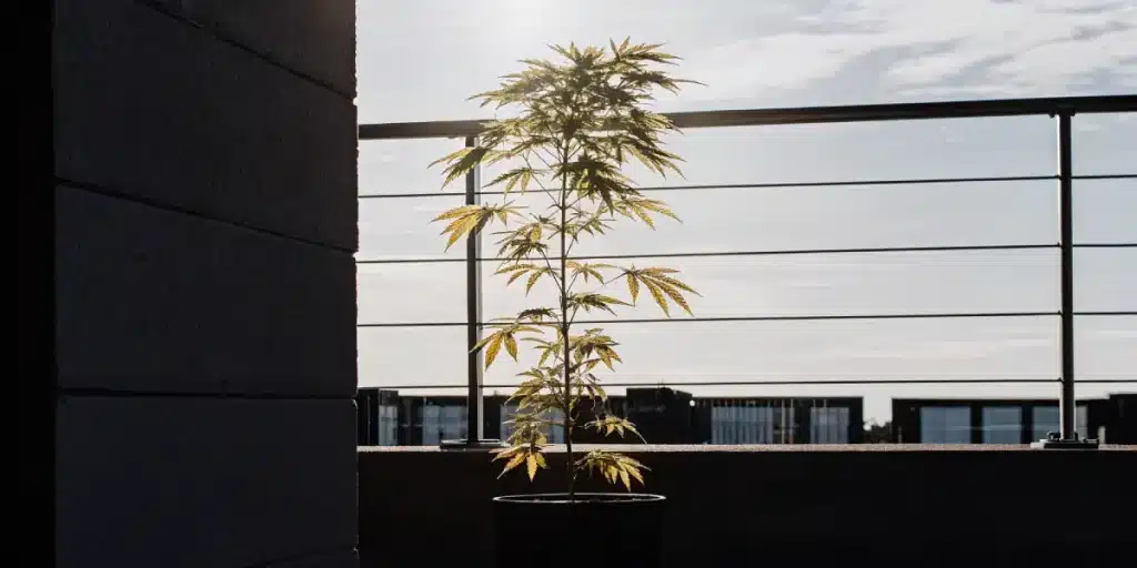 Plante de cannabis en pot sur un balcon, avec feuillage jaunissant exposé à la lumière naturelle urbaine.