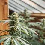 Plante de cannabis en serre avec structure en bois, en pleine floraison sous lumière naturelle