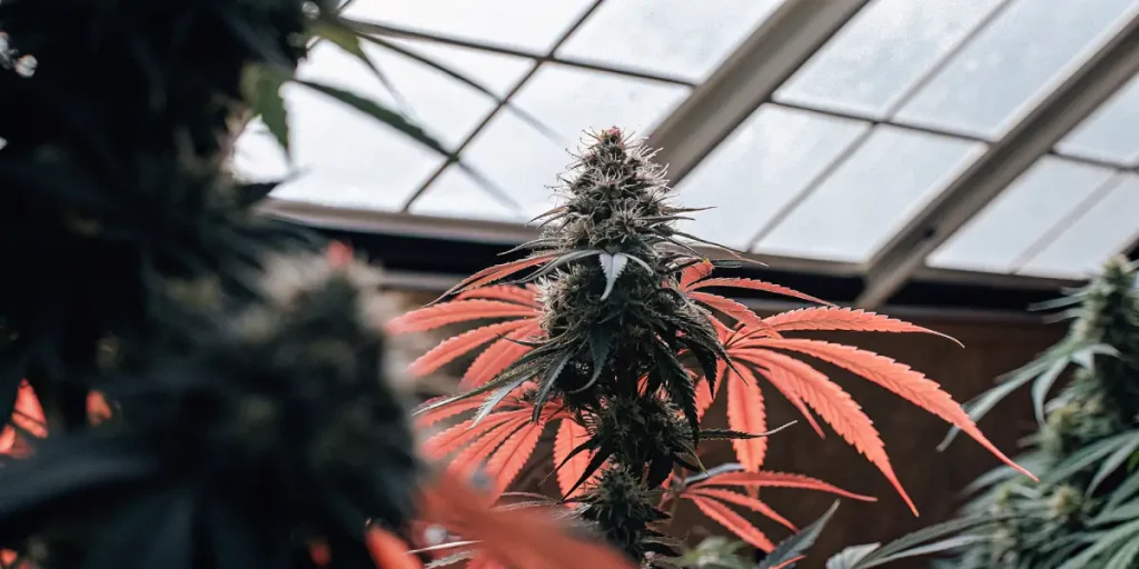Plante de cannabis en fin de floraison avec feuilles rouges sous serre lumineuse