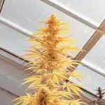 Plante de cannabis jaunie en fin de floraison cultivée en serre, avec fleurs denses sous lumière naturelle.