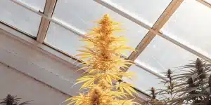 Plante de cannabis jaunie en fin de floraison cultivée en serre, avec fleurs denses sous lumière naturelle.