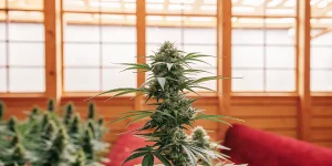 Plante de cannabis mature avec un bourgeon central développé, cultivée dans une serre en bois avec éclairage diffus.