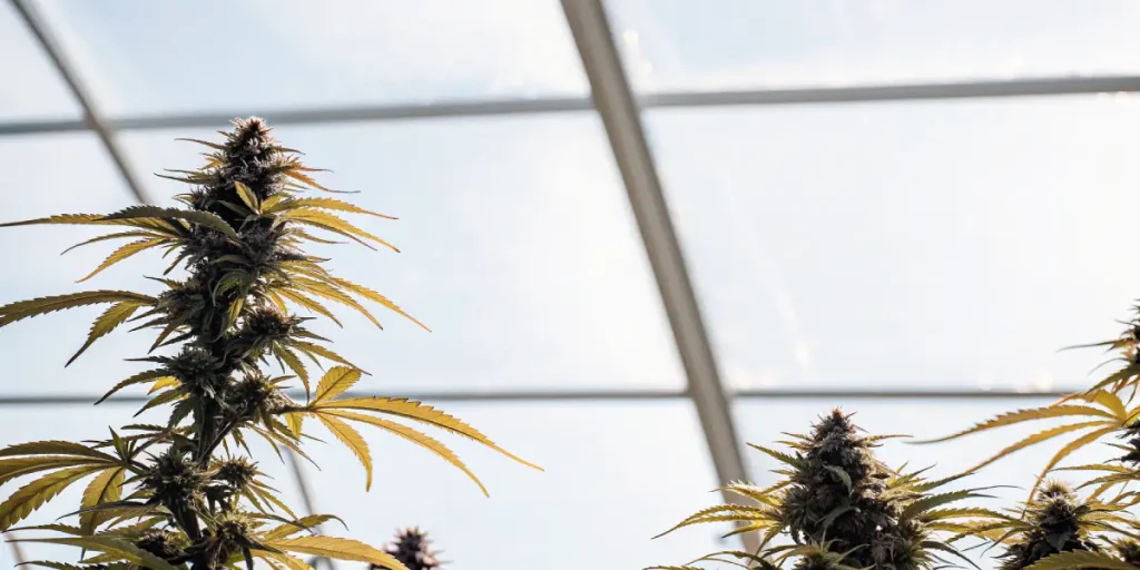 plantes de cannabis matures sous serre avec feuilles jaunissantes indiquant la fin de floraison
