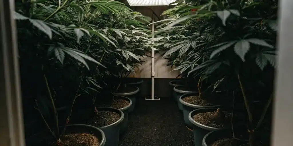 Préparation du substrat pour semis de cannabis dans des bacs plastiques en culture indoor