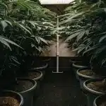 Préparation du substrat pour semis de cannabis dans des bacs plastiques en culture indoor