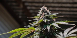 Purple cannabis bud sunlight avec têtes violettes lumineuses et feuilles vertes en contre-jour.