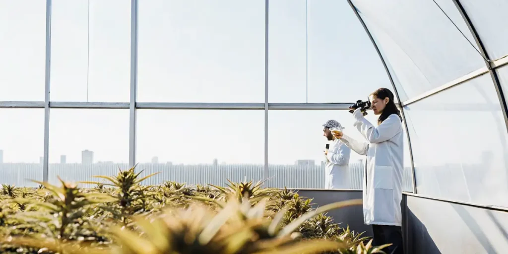 Chercheurs examinant la croissance de plants de cannabis dans une serre scientifique