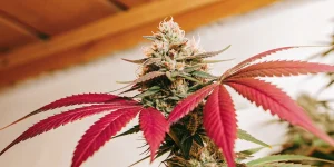 Red-leaf-cannabis-bud avec tête dense couverte de trichomes et feuilles rouges vibrantes sous lumière intérieure.
