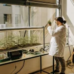 Researcher analyzing cannabis seedlings inside a laboratory growth chamber with controlled lighting and climate.