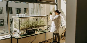 Researcher analyzing cannabis seedlings inside a laboratory growth chamber with controlled lighting and climate.