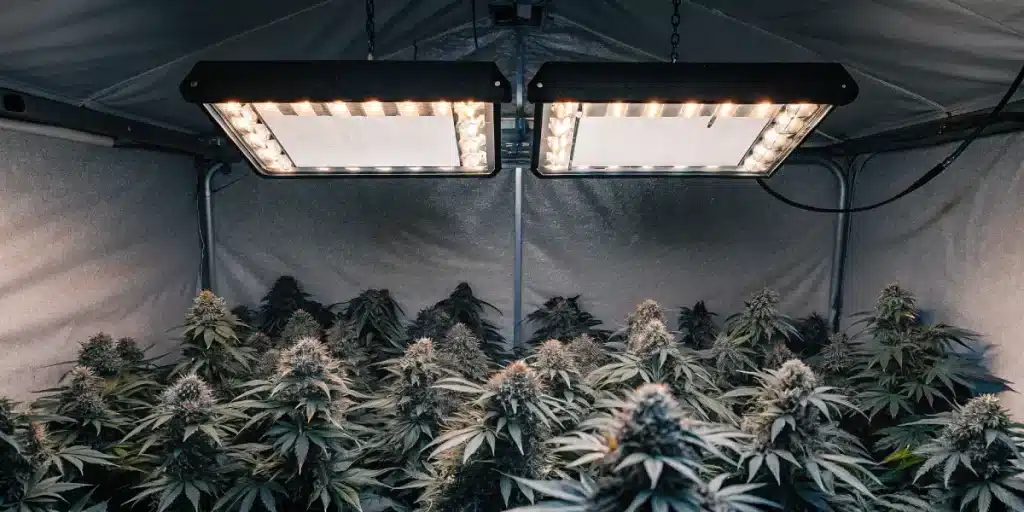 Installation professionnelle de culture indoor montrant des plantes de cannabis en floraison sous éclairage LED, optimisée pour des récoltes homogènes.
