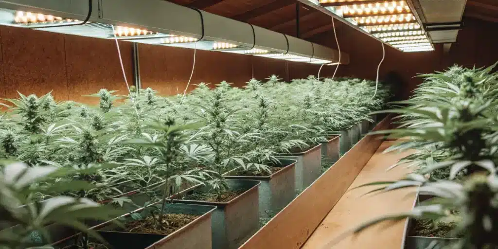 Salle de culture cannabis avec deux rangées sous éclairage LED suspendu.