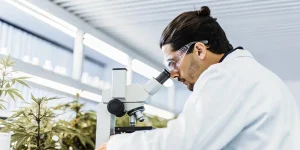 Scientifique analysant des feuilles de cannabis au microscope dans un laboratoire moderne avec éclairage LED.