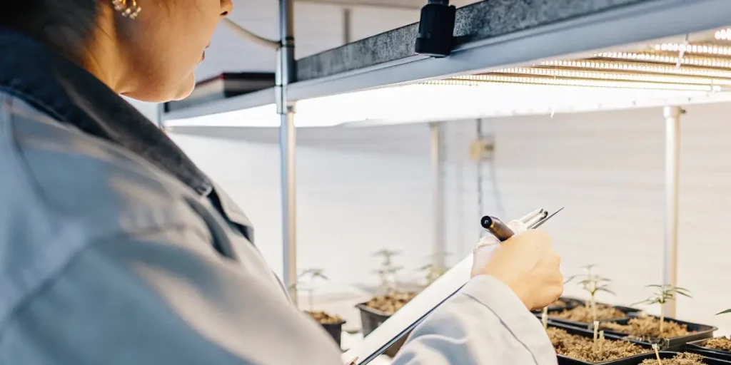 Scientifique en laboratoire observant et analysant de jeunes plants de cannabis sous éclairage artificiel