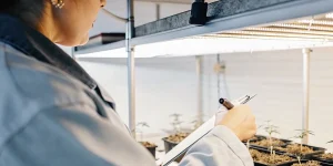 Scientifique en laboratoire observant et analysant de jeunes plants de cannabis sous éclairage artificiel