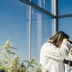 Scientifiques en blouse blanche observant des plants de cannabis en floraison dans une serre moderne
